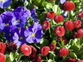 柑橘開花前用什么藥防治紅蜘蛛（柑子樹上的紅蜘蛛用什么農(nóng)藥最好）