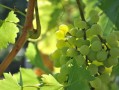 川金5號(hào)柑橘新品種海拔要求多少？適宜種植區(qū)域與栽培要點(diǎn)解析