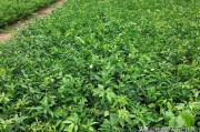 愛媛38號品種介紹及圖片_4齡愛媛38號怎么疏果