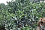 秋天柑橘種植管理技術(shù)_柑橘嫁接最佳時間么