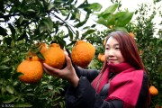四川柑橘病蟲害防治月歷_紅橘最遲好久摘