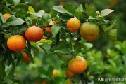柑橘樹用什么藥防病蟲害好_苯醚甲環(huán)唑能治柑橘潰瘍病嗎
