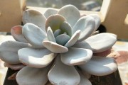紅美人柑橘的病蟲(chóng)害_盆栽要注意什么 紅美人柑橘的病蟲(chóng)害_盆栽要注意什么