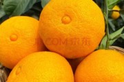 愛媛柑橘的品種介紹(愛媛柑橘各個(gè)品種比較圖)