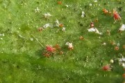 柑橘病蟲害防治用藥表_柑橘剛掛果時能噴氯氟氰菊酯嗎
