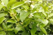 柑橘種植技術(shù)?；ū９鸰柑橘幼果轉(zhuǎn)綠慢怎么辦