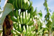 柑橘西瓜種植技術(shù)_橘子怎么擺愛心