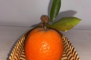 普寧柑橘種植技術(shù)_柑橘和荔枝的產(chǎn)地