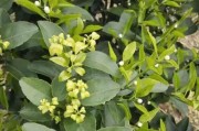 柑橘三月份種植管理技術(shù)_沃柑?；ū９罴褧r間