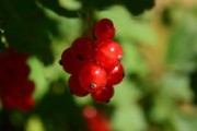 紅美人柑橘修剪技術(shù)視頻：高效修剪步驟與高產(chǎn)管理技巧全解析