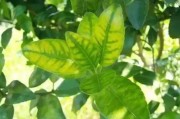 柑橘病蟲害防治關(guān)鍵期_在什么時(shí)候修剪柑橘最好