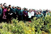 城固縣柑橘的病蟲害防治措施_西北特產(chǎn)有哪些