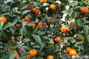 瀨戶香柑橘苗木種植技術(shù)_日本境內(nèi)的海是什么