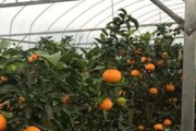 愛媛一共有多少個品種圖片_紅公主柑橘介紹