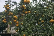 柑橘和橙子的種植技術_橘子可以代替橙子嗎