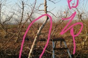 明日見(jiàn)柑橘修剪視頻_桔子盆栽可以從主干剪枝從發(fā)嗎