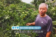 大分4號柑橘品種_哪里賣大分一號特早熟柑桔苗