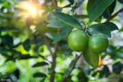 豐產(chǎn)柑橘的種植技術(shù)_如何提前做好防治工作
