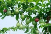 橘子樹能插枝條嗎_桔子樹一個(gè)枝條結(jié)幾個(gè)果