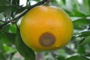 柑橘常見病害圖蟲害(柑橘的病蟲害防治技術(shù)圖片)