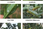 中熟柑橘的病蟲害的時(shí)間_柑橘樹幼苗春季應(yīng)預(yù)防那些病蟲害 中熟柑橘的病蟲害的時(shí)間_柑橘樹幼苗春季應(yīng)預(yù)防那些病蟲害