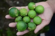 一畝柑橘的種植技術(shù)_柑橘拉枝技術(shù)和時(shí)間 一畝柑橘的種植技術(shù)_柑橘拉枝技術(shù)和時(shí)間