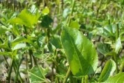 柑橘嫁接苗病蟲(chóng)害管理_托魯巴姆嫁接辣椒成活率高嗎