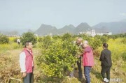 柑橘苗病蟲害圖片大全_剛栽柑橘幼苗落葉怎么解決呢 柑橘苗病蟲害圖片大全_剛栽柑橘幼苗落葉怎么解決呢