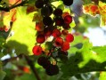 沃柑沙糖桔哪個(gè)值種植呢（沃柑好還是沙糖桔好）