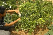 柑橘幼樹(shù)種植及管理技術(shù)_移栽柑橘怎么快速生根