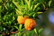 如何使柑橘提早開花（如何使柑橘提早開花呢）
