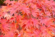 川津五號柑橘視頻全紀(jì)錄：揭秘新品種栽培技術(shù)與豐收景象