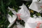 柑橘套袋后病蟲害防治_瓜實(shí)蠅該用什么藥防治