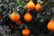 不知火柑橘管理病蟲(chóng)害防治_春桔的產(chǎn)地是哪里