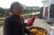 南充柑橘種植技術(shù)_春季農(nóng)村有哪些野生菜可以吃