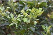 幼果期柑橘種植技術_柑橘幼果期能使用毒死蜱嗎 幼果期柑橘種植技術_柑橘幼果期能使用毒死蜱嗎