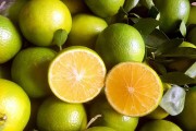 南方種植柑橘樹的技術條件_2021廣西柑橘種植面積
