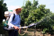 柑橘枯樹種植技術(shù)_對柑橘樹影響最大因素是什么 柑橘枯樹種植技術(shù)_對柑橘樹影響最大因素是什么