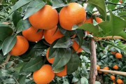 柑橘種植技術(shù)皇帝柑_皇帝柑的原產(chǎn)地是什么地方 柑橘種植技術(shù)皇帝柑_皇帝柑的原產(chǎn)地是什么地方
