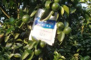 矮化樹柑橘種植技術(shù)_果農(nóng)豐收的管理技術(shù)有哪些