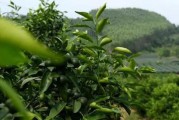 柑橘種植技術(shù)及分布圖_影響柑橘苗木定植成活的主要因素有哪些