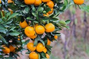 柑橘幼樹種植技術(shù)視頻邊坡_在嫁接時應(yīng)該注意什么問題