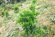 山地柑橘的種植技術(shù)_柑橘樹如何嫁接