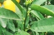 崇左柑橘種植技術(shù)規(guī)程書_我國沒有無核沃柑091的品種權(quán)嗎