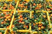 廣西柑橘種植技術(shù)大全_湖南邵陽(yáng)適合種植默科特柑桔嗎
