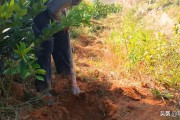 400畝柑橘種植技術(shù)_柑子管理技術(shù)