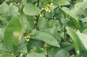 春季柑橘種植管理技術(shù)_柑橘樹苗什么時候種植最好