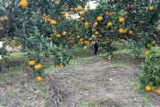 柑橘種植技術銷路_柑橘雜種荔枝樹可以嗎