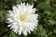 沃柑開花怎么澆水視頻(沃柑開花到結(jié)果要多久) 沃柑開花怎么澆水視頻(沃柑開花到結(jié)果要多久)