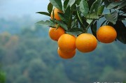柑橘休眠期病蟲害_梨園防凍需要什么措施